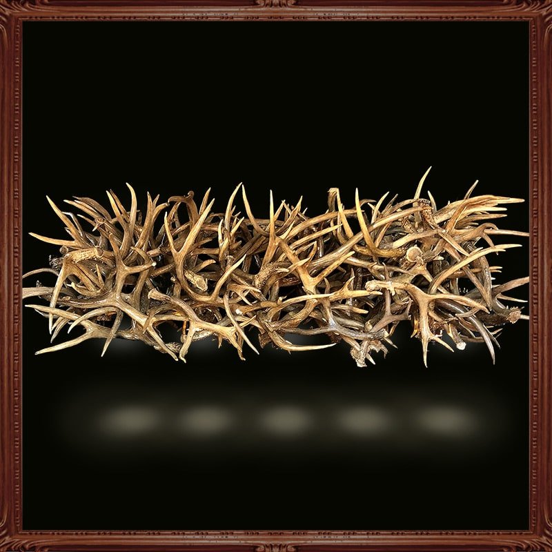 Little Big Horns Antler Furniture | Gallery Little Big Horns Antler Furniture|Gallery